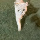 بسه