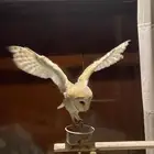 بومة وجه القلب او البارن
