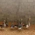 وز العدد 7
