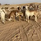 سواكن مرابي طيبه