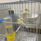 كناري مزاييك