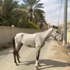 حصان شعبي للبيع