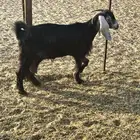 عارضيه دافع