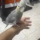 كروان نتيه اليفه للبيع