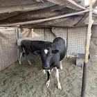 السلام عليكم