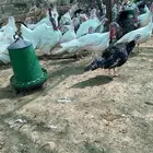 دجاج رومي بياض