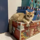 سكوتش ذكر للبيع طبعه رهيييب