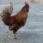 دجاج عربي