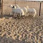 للبيع طليان فاخره فل شحم واطراف وشعره ملكيه