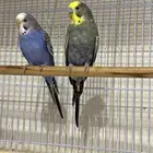 طيور الحب 4 مع 3 اقفاص و 2 بيضات وادوتها