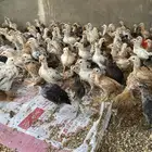 صوص دجاج للبيع