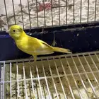 كناري سوري انثى جاهزه