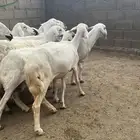 ضان دفيع تم البيع