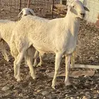 خروف صنف جذع