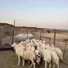 رخال حريات الحد ( 970 ) تم البيع