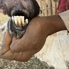 للبيع حريه والد معها خروف