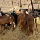 سواكن حمري فاخر جذعان