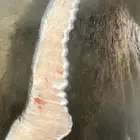 لباني شرط