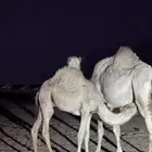 قعدان