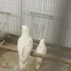 اعراضكم نوع روز جوز البينيو لا البيع