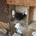 حمام قطايف زوجين للبيع مستعجل