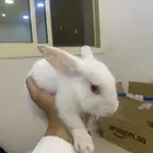 ارنب صغير للبيع