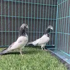 تم البيع   حمام باكستاني