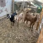 عنز معها توم