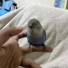 عصفور روز اليف ما يعض ابدا  ونهايت غر