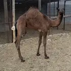 بكره