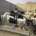 تيوس للبيع طريق الجنوب قيا بالحارث
