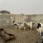 ماعز دفيع شرط سونار يتبعها 1