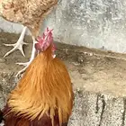 دجاج للبيع عدد3