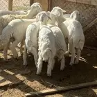 طليان فل شحم