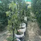 شتلات توت بلاك بيري للبيع