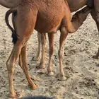 قعود للبيع تم البيع