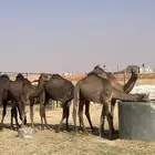 قعدان مفريد فل شحم