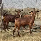 جفار دهم تأسيس مراح