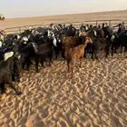 للبيع تيوس