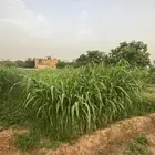 قصب اخضر في الفطيحه وضواحيها مع التوصيل