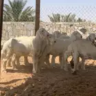 للبيع خرفان حري