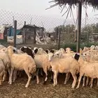 رخال رفيدي من 650