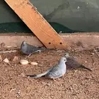 حمام ماسي