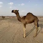 قعود احمر