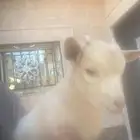 تيس قزمي عمره شهرين