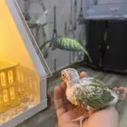 فروخ كنيور وا (روز عليه عرض)