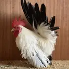 ديك جابنيز