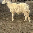 خروف فحل