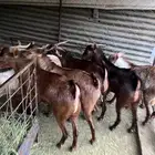 تيوس جذعان محايل عسير فاخرة ما شاء الله تبارك الله