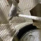 طيور روز للبيع
